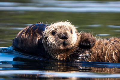 sea otter tours rumble beach fishing 2026